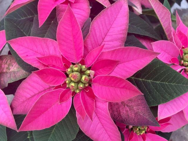 一品红图片，原来市场上的一品红都是带“病菌”的（植物大战僵尸2一品红图片）