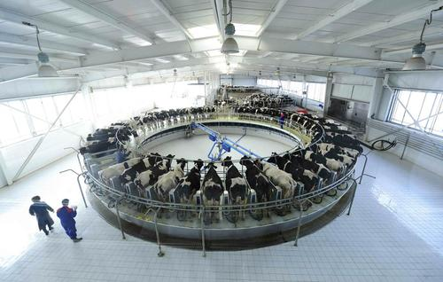 猪奶部位的肉可以吃吗，猪乳肉可以吃吗（能喝吗？你们要的猪奶来了）