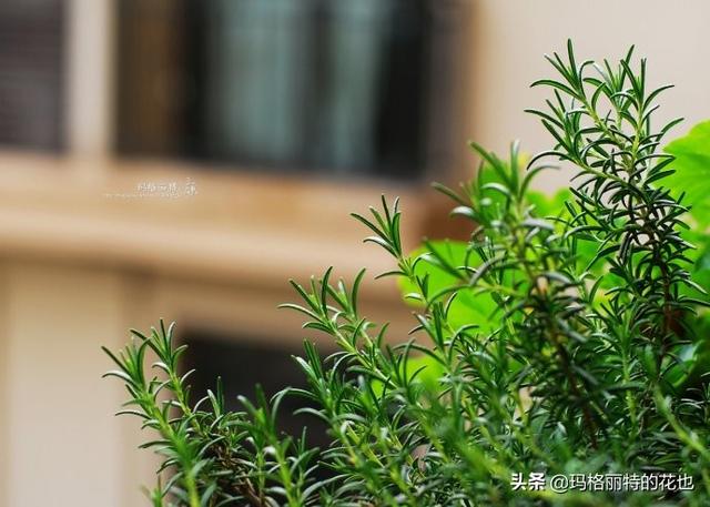 薰衣草如何过冬，薰衣草怎样过冬（西餐料理中常见的几种香草）