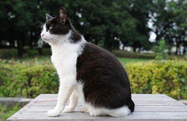 虎斑暹罗猫，银渐层、重点色、虎斑傻傻分不清（海豹虎斑暹罗猫）