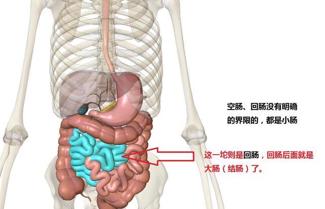 苹果长在哪里,苹果长在哪里的分析(在我们体内到底经历了怎么样的路程
