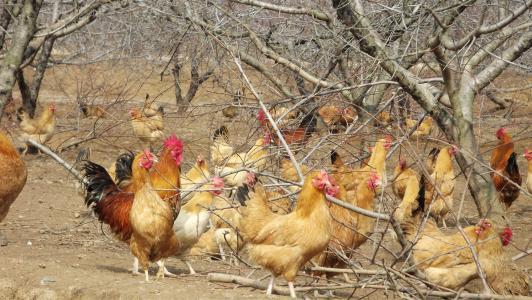 今日全国柴鸡批发价格行情，贵州哪里有土鸡批发的（土鸡养殖技术方法大全）