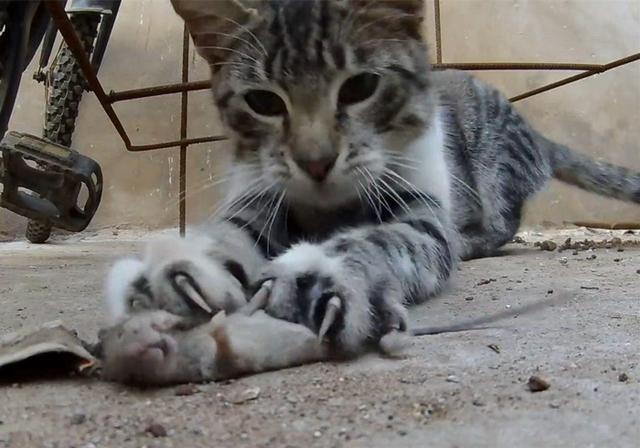 老鼠和猫为什么是天敌，为什么老鼠跟猫是天敌（猫咪不吃老鼠只因生活环境改变了）