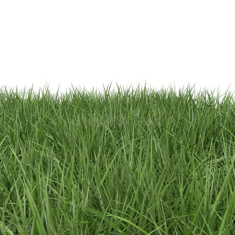 草坪种子哪个品种好，铺种草坪具体方法（养羊最好用的十大牧草——黑麦草）