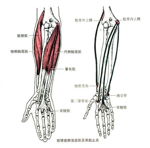 小手臂肌肉图解图片