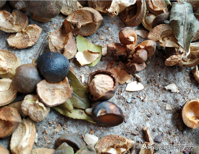 茶油是什么，茶油是什么东西（山茶油原来是这么来的）