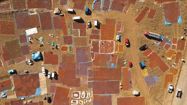 澳洲坚果，已有3000多年历史（澳洲坚果多少钱一斤）