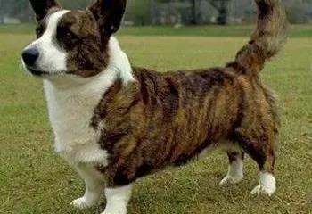 威尔士柯基犬怎么介绍，威尔士柯基犬属于什么犬（威尔士柯基犬）