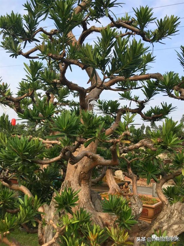 罗汉松盆景欣赏精品，海岛罗汉松——我的红颜知己