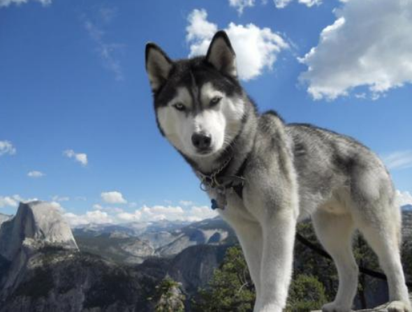 阿拉斯加犬和哈士奇，阿拉斯加犬和哈士奇的区别（为什么劝你养“哈士奇”）