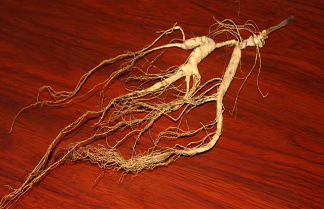 怎样区分山参，怎样区分山参和洋参（为什么野生人参远超黄金）