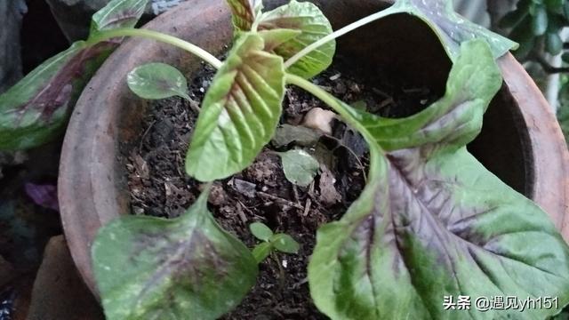 船迟又遇打头风，屋漏偏逢连夜雨船迟又遇打头风是谁写的（屋漏偏逢连夜雨）