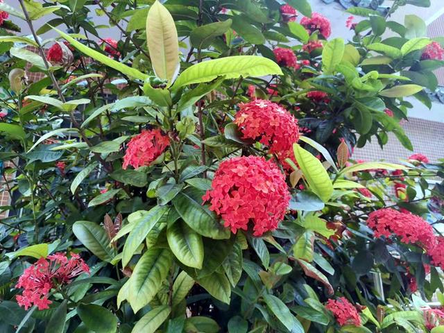 龙船花的养殖方法和注意事项，【龙舟花】龙舟花的栽培及注意事项（红红火火的龙船花）