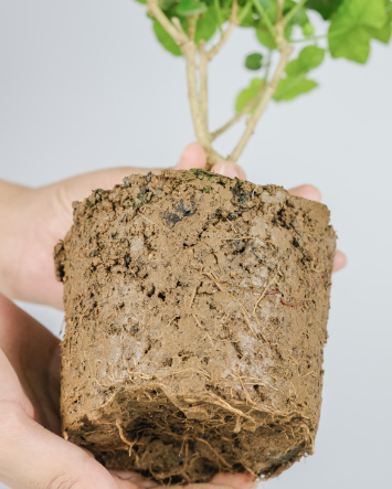 茉莉花什么季节开花，茉莉花什么时候开花最佳（什么时候换盆和修剪）