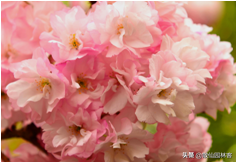 中国樱花有几个品种，中国樱花树品种（这81种樱花）