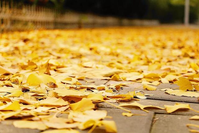 秋天的四字词语有哪些，秋天的词语有哪些（８个关于“秋天”的成语讲给孩子听）