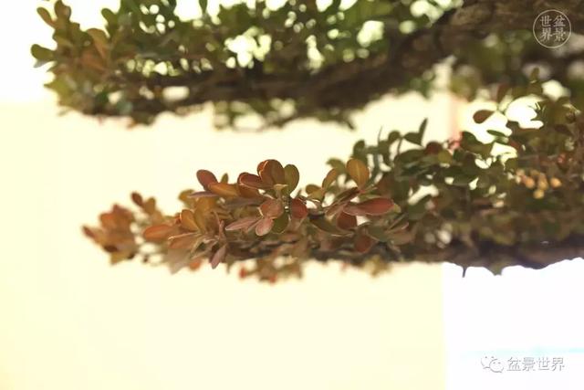 黄杨木盆景养护注意事项，怎样养黄杨木盆景（一组黄杨盆景精品欣赏）