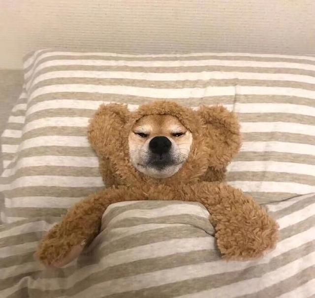 柴犬图片大全可爱，可爱柴犬图（分享一组可爱的柴犬狗狗微信头像）