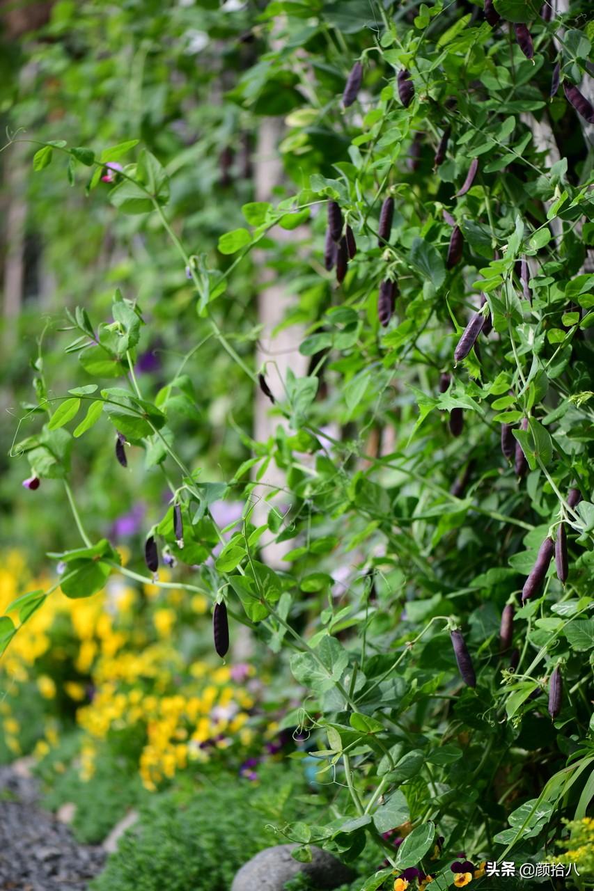 角堇一年开几次花，角堇一年生吗（一整面风车茉莉的花墙被拆掉了）