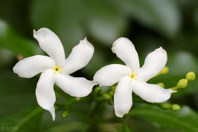 非洲茉莉原名叫做華灰莉木,因灰莉木的諧音與茉莉相似,也為了使名字