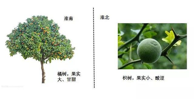 转基因是什么意思，大豆非转基因是什么意思（先从杂交鸡、骡子和狮虎兽开始吧）