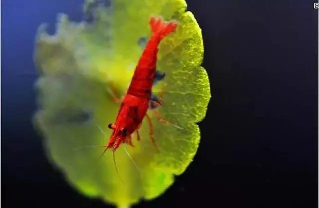 极火虾观赏虾怎么分公母，观赏虾极火虾怎么繁殖（极火虾：给冷冽的草缸一抹温暖）