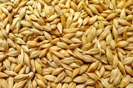 怎么查询鸽子的成绩，怎么查找鸽子的成绩（学习强豪养鸽秘诀）