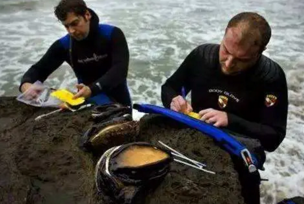 混血极品鲍鱼，纯野生鲍鱼（中国网友：快到盘里来）