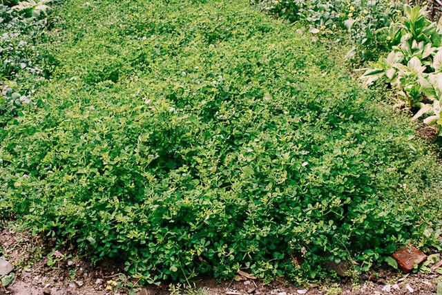 草头怎么炒好吃，草头怎样炒好吃（原来“草”也能炒着吃）