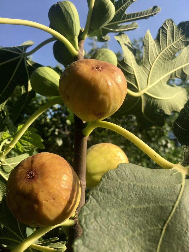 無花果樹的養殖方法,無花果樹的養殖方法和技術(6招養出盆栽無花果)