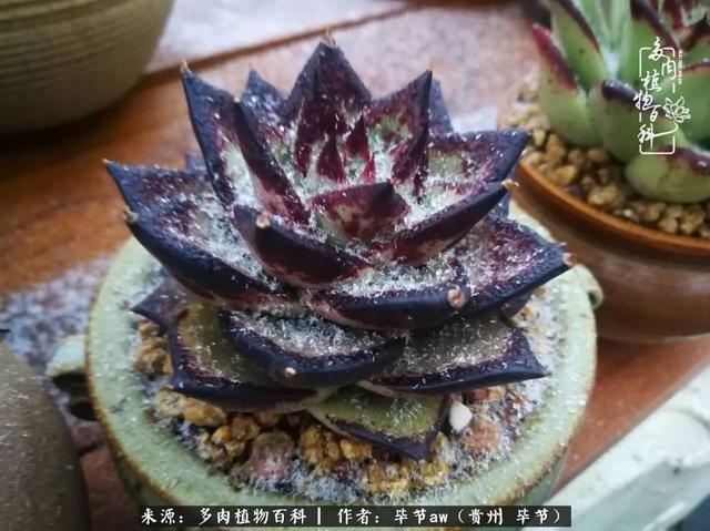 晴天橙子可爱头像微信，晴天橙子可爱头像（有多少次的会心一笑，全因多肉）