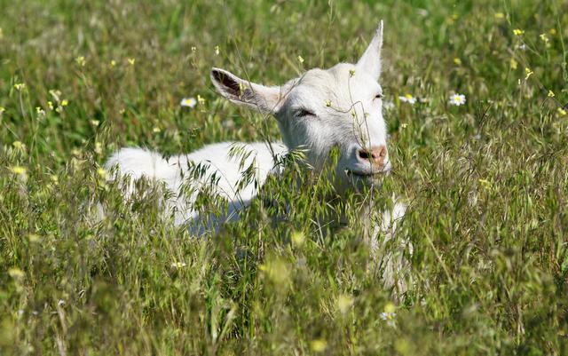 杀羊是什么意思，梦见老婆杀羊是什么意思（羊被宰杀的时候不会叫吗）