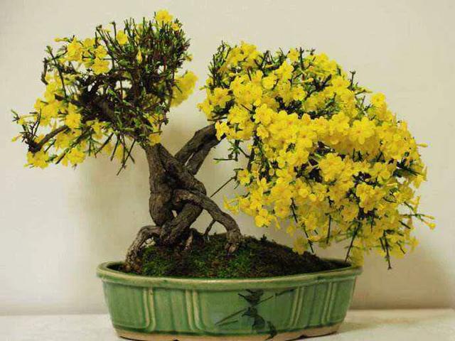 迎春花的特点,迎春花的栽植(九寨迎春花的特点)