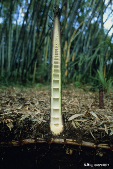 草本植物有哪些，你看到的竹子原来不是“树”（开花的草本植物有哪些）