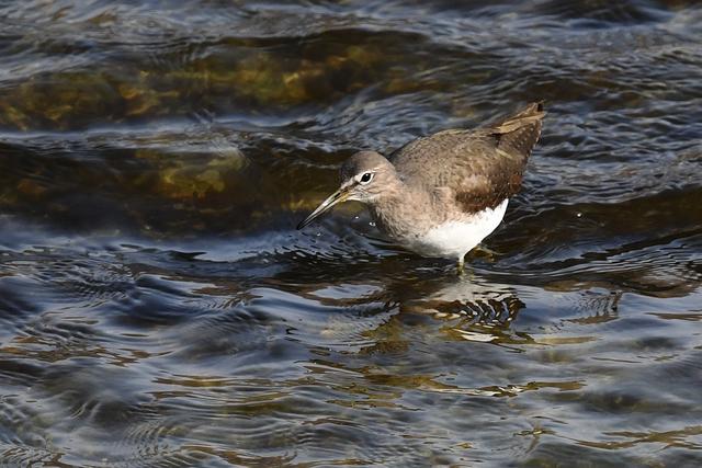 水鸡是什么，水鸡是什么车（西方秧鸡、叽咋柳莺......）