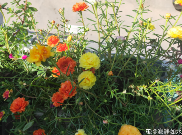 水培郁金香，买花也要看季节（水培郁金香种球怎么种植）