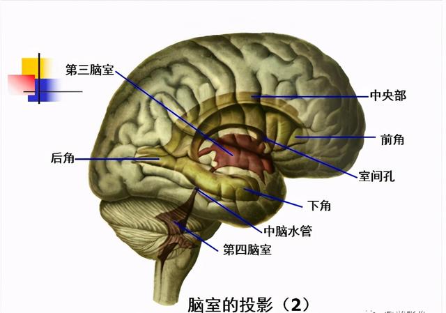 大脑杏仁体解剖图，高清大脑解剖图谱