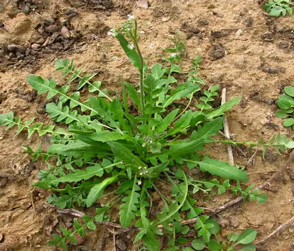 翅果菊22.苦苣菜21.苣荬菜(曲曲菜)20.牛鞭草19.