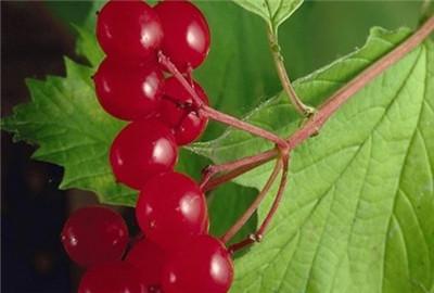 三七种植方法，盆栽三七图片（家种三七的种植方法、病虫害防治及优质丰产栽培技术）