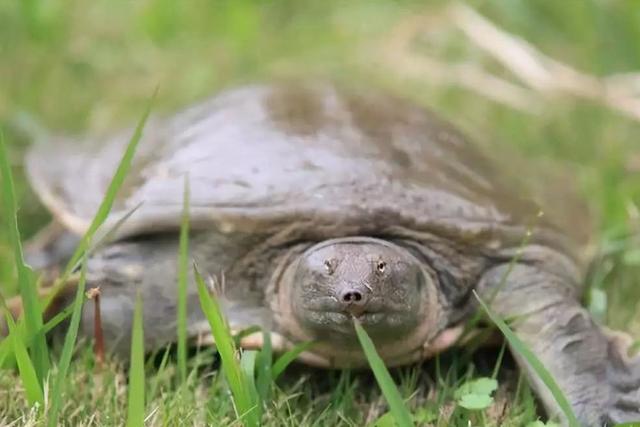 王八怎么养，在家怎么养王八怎么养（根据天气控制投喂量）