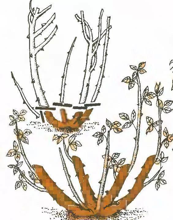 月季开花时间介绍。，月季开花时间介绍图片（不怕黄叶和感染病虫害）