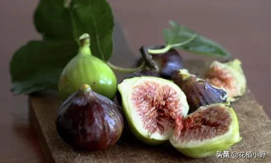 无花果怎样种，无花果到底开花吗（无花果是什么样子）