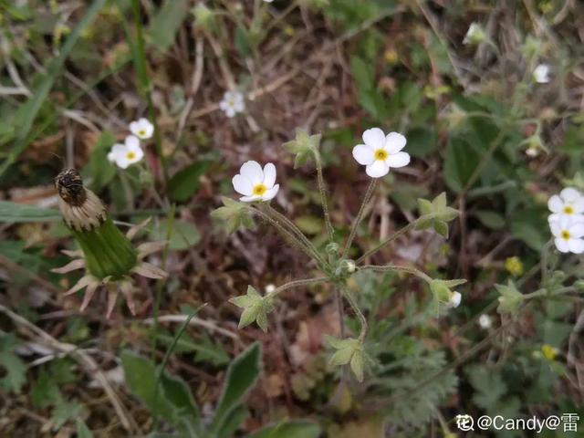 春天的花有什么，春天的花有几种分别是什么（40种小野花）