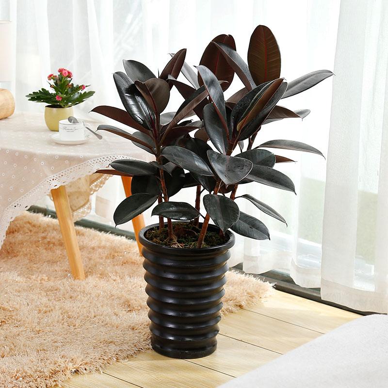 红铁树的作用与功效，红铁树的作用与功效是什么（分享10种寓意美好并且适合客厅种植的植物）