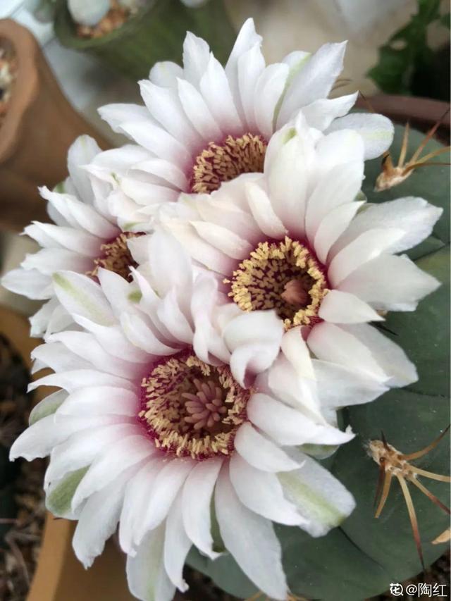 30种适合懒人养的花夏季，蹭蹭疯长、爆盆