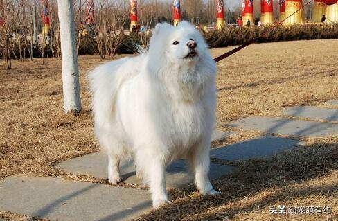 萨摩耶犬怎么训练，萨摩耶幼犬怎么训练（要想拥有一只乖巧听话萨摩耶犬）