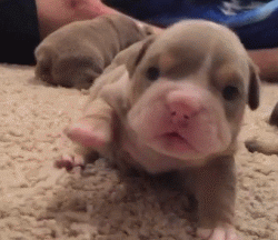 呆萌狗狗，呆萌狗狗道具（呆萌+有趣+憨厚图片）