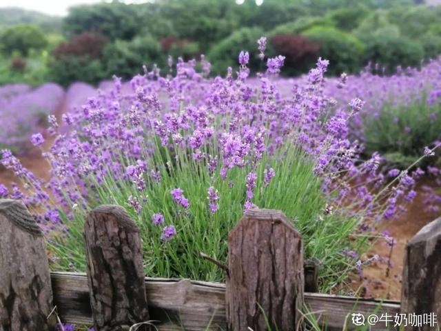 不锈钢盆可以放烤箱吗，烤箱里可以放不锈钢盆吗（10种花最养人）