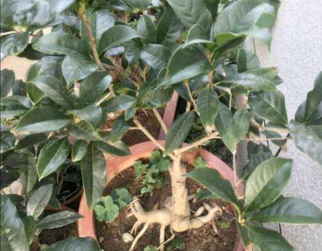 桂花树几月开花，桂花进入盛花期（桂花是几月开花的树）