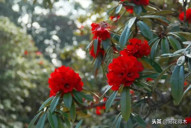关于马缨杜鹃花，马缨杜鹃花下山桩（马缨杜鹃花的鉴赏以及栽培养护）